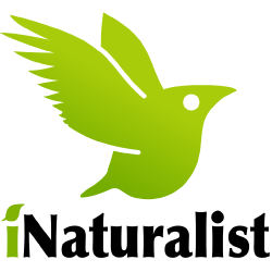iNaturalist