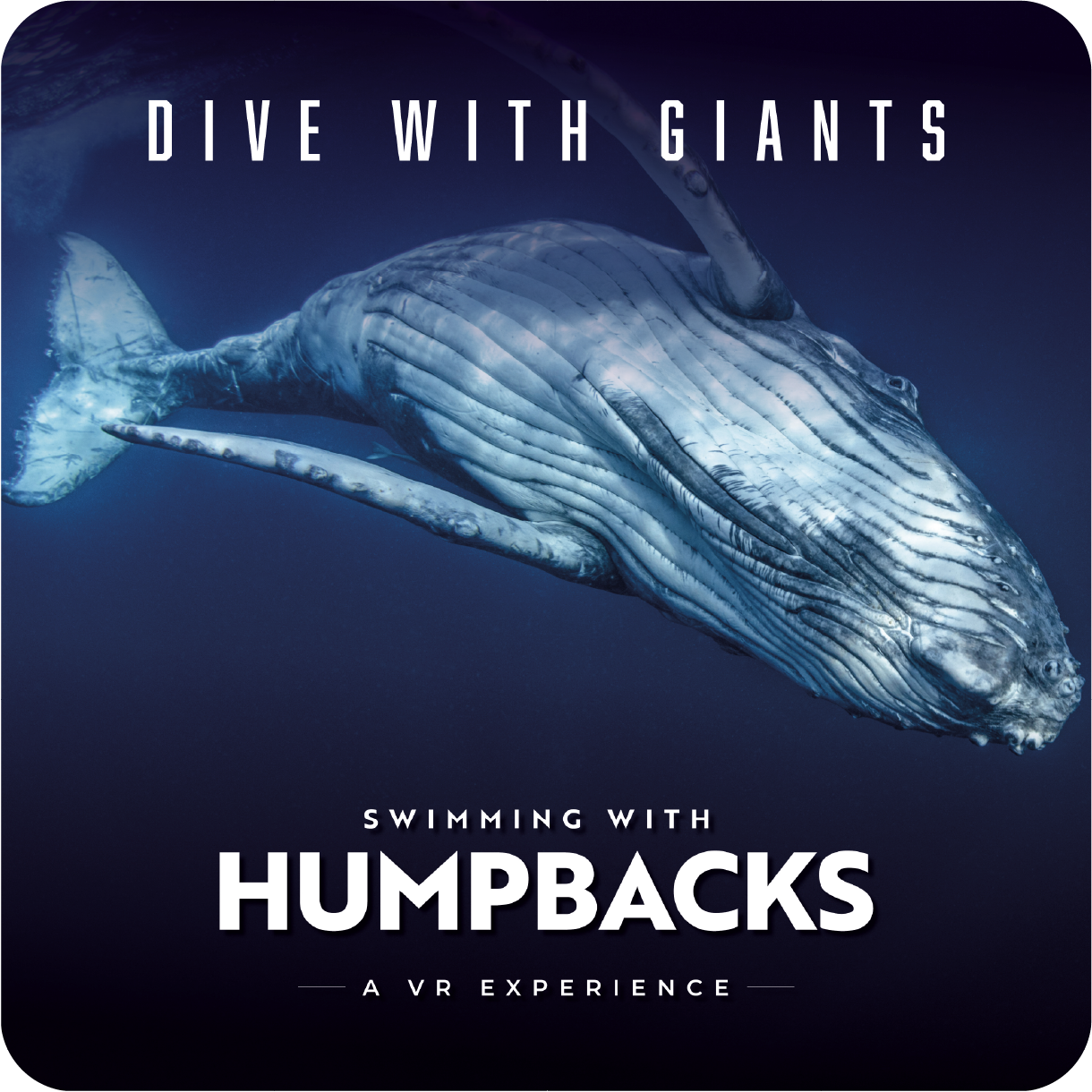 Swimming with the Humpbacks