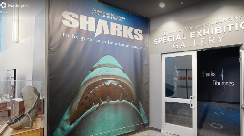 Virtual 360 Tour - Sharks